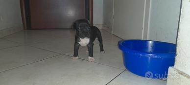 Cani cuccioli amstaff