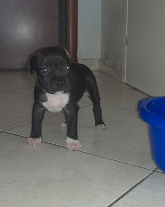 Cani cuccioli amstaff