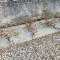 Rami nocciolo contorto per addobbi pasquali