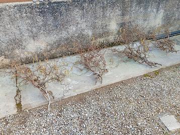 Rami nocciolo contorto per addobbi pasquali