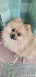 Pomerania per monta