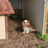 Cavalier king pedigree enci