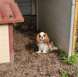 Cavalier king pedigree enci