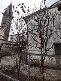 piante di cornus florida e lageostroemia