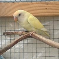 Inseparabili allevato a mano