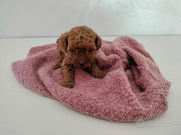 Cucciolo Barboncino Toy