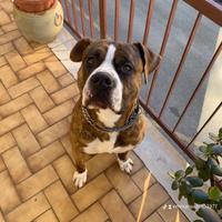 Amstaff con pedigree per monta