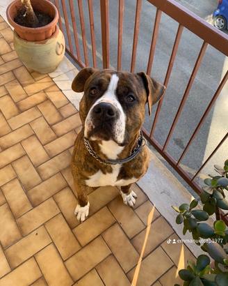 Amstaff con pedigree per monta