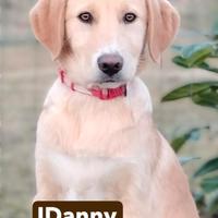 Danny cucciolo di 4 mesi e mezzo tg medio abbondan