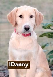 Danny cucciolo di 4 mesi e mezzo tg medio abbondan