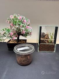 Tarantola + terrario / teca