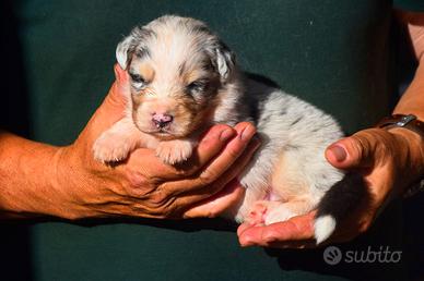 Cuccioli di pastore australiano 