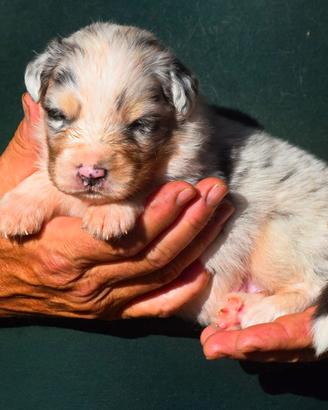 Cuccioli di pastore australiano 