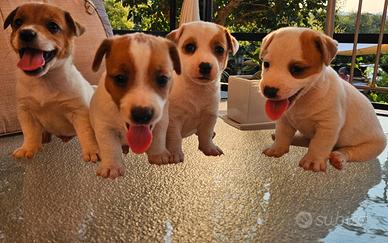 Cuccioli di Russel