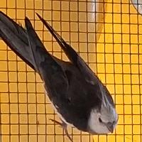 Calopsite faccia bianca