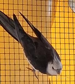 Calopsite faccia bianca