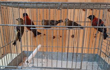 Cardinalini