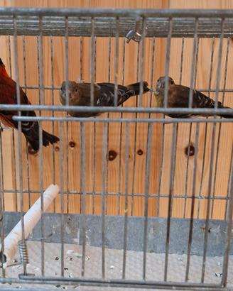 Cardinalini