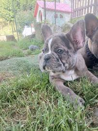 Bulldog
