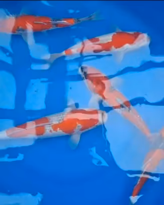 Carpe koi goshiki nisai