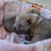 Cuccioli di Cane Lupo Cecoslovacco