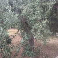 Alberi di ulivo
