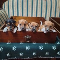 Jack Russell Gamba Corta