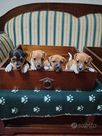 Jack Russell Gamba Corta