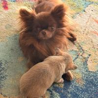 Chihuahua per monta