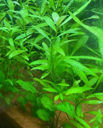 Piante per acquario