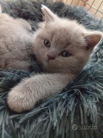 Cuccioli british shorthair