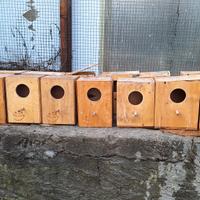 accessori  canarini cocorite 