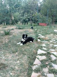 Border collie e blue merle