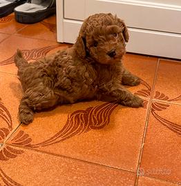 Barboncino toy red