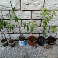 Piantine di acero palmato e bagolaro