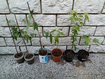 Piantine di acero palmato e bagolaro