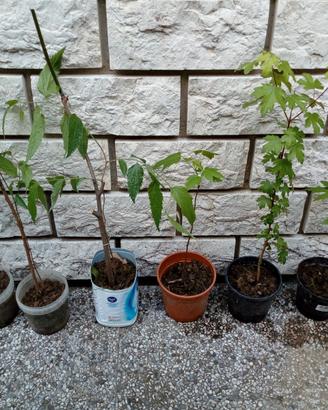 Piantine di acero palmato e bagolaro