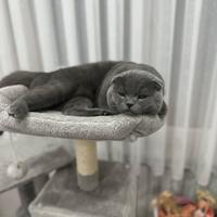 Scottish fold per accoppiamento