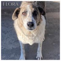 FLORA dolce cagnolina 9 anni e mezzo in adozione