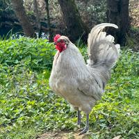 Galletto Araucana Inglese Lavanda