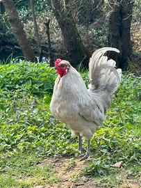 Galletto Araucana Inglese Lavanda
