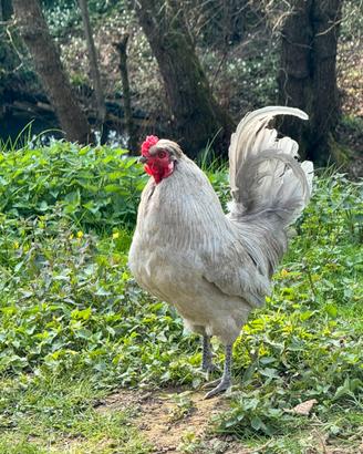 Galletto Araucana Inglese Lavanda