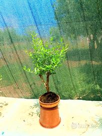 bonsai di melograno 