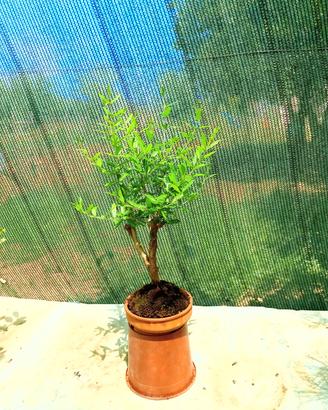 bonsai di melograno 