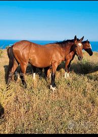 Cavalli sella italiano