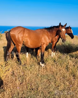 Cavalli sella italiano