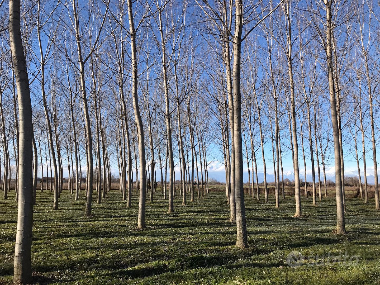 Terreno agricolo - Vista 2