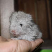 Cincillà varie colorazioni