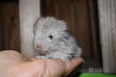 Cincillà varie colorazioni