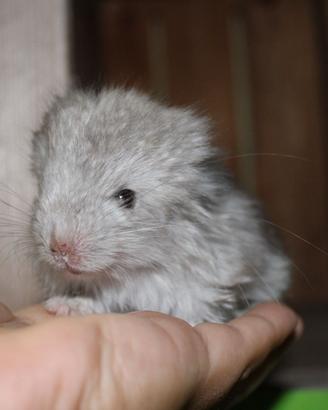 Cincillà varie colorazioni